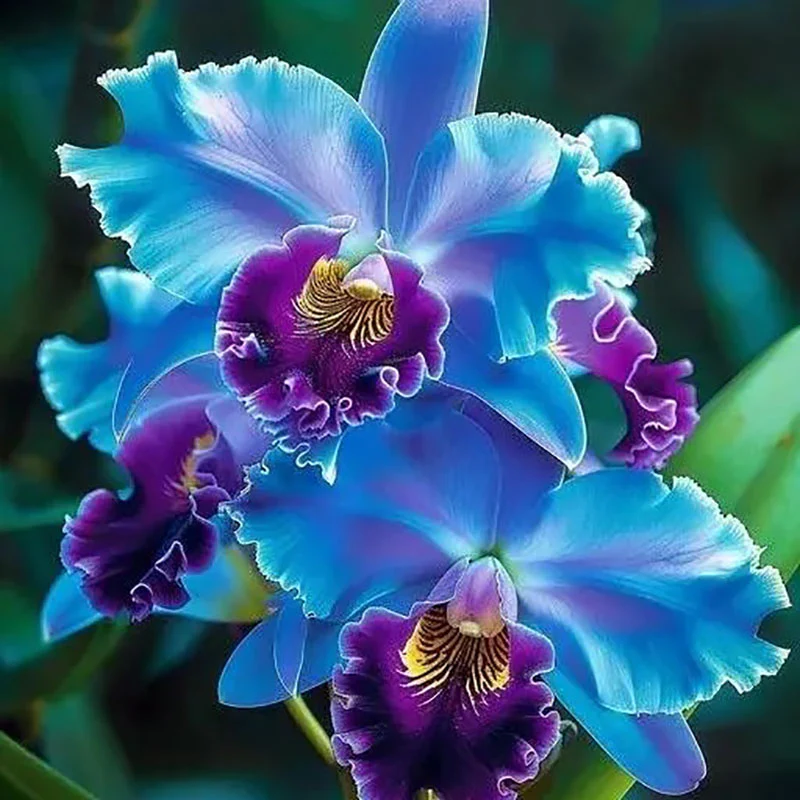 🔥【Limited Time Sale】🌺Iris Seeds - Rare Species - Image 3