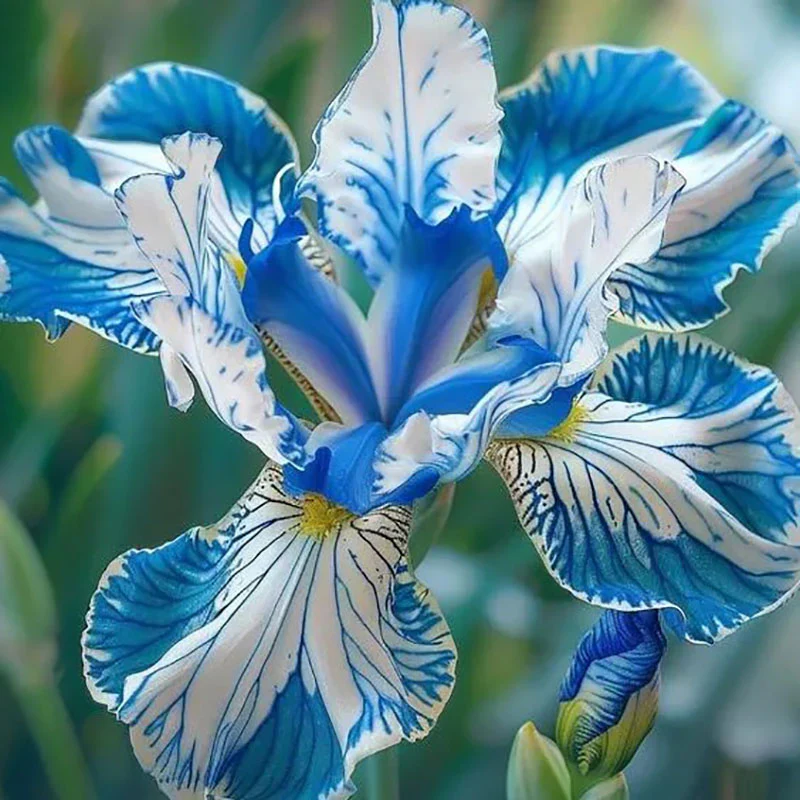 🔥【Limited Time Sale】🌺Iris Seeds - Rare Species - Image 4