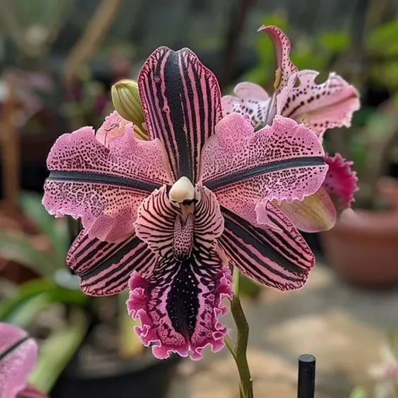 🔥【Limited Time Sale】🌺Iris Seeds - Rare Species - Image 7