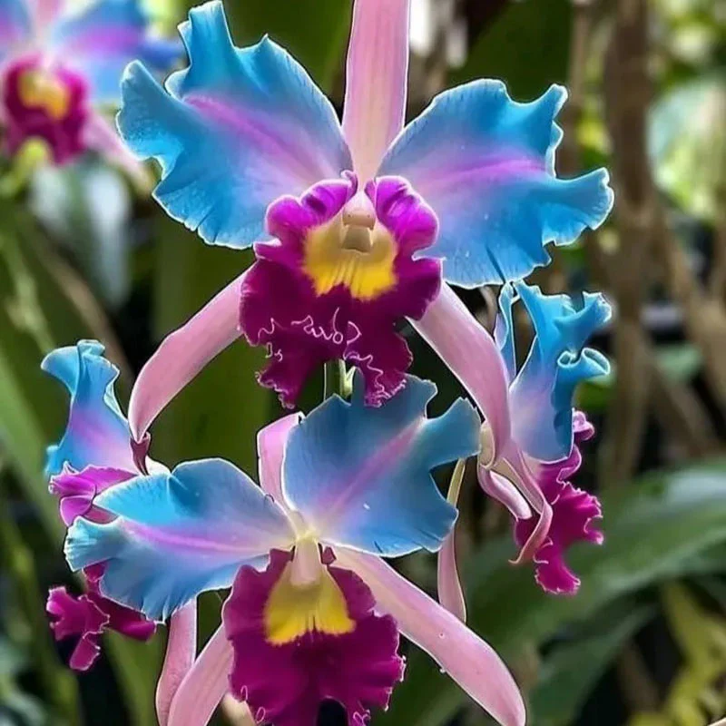 🔥【Limited Time Sale】🌺Iris Seeds - Rare Species - Image 9