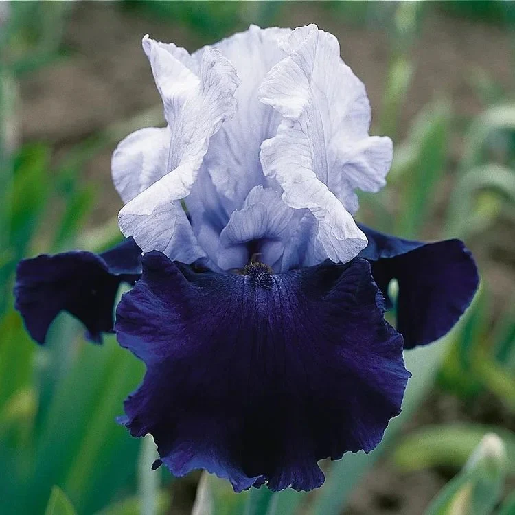 💕Iris (Phalaenopsis) Orchid Flower, Perennial Flower - Image 10