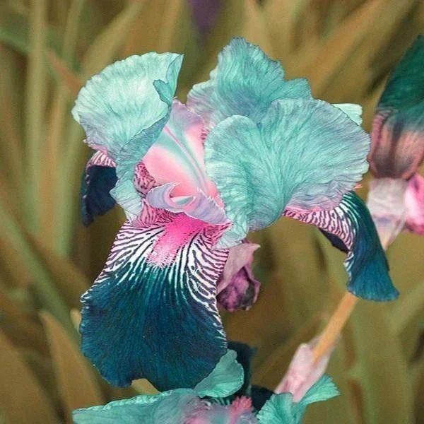 💕Iris (Phalaenopsis) Orchid Flower, Perennial Flower - Image 11
