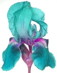 💕Iris (Phalaenopsis) Orchid Flower, Perennial Flower - Image 12