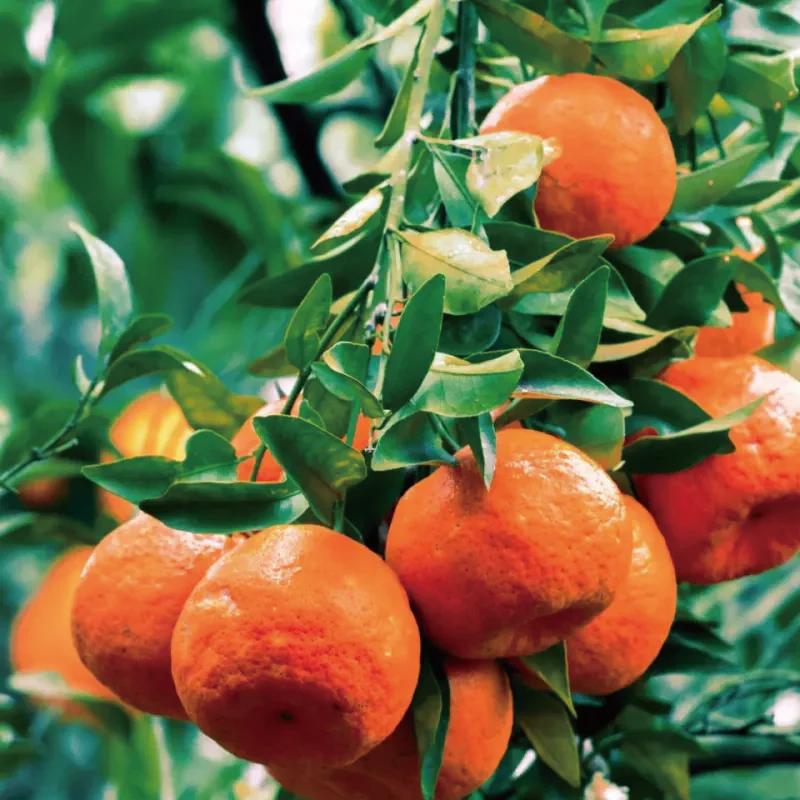 Red Tangerine Seeds-Sweet, Juicy, Abundant Harvests - Image 2