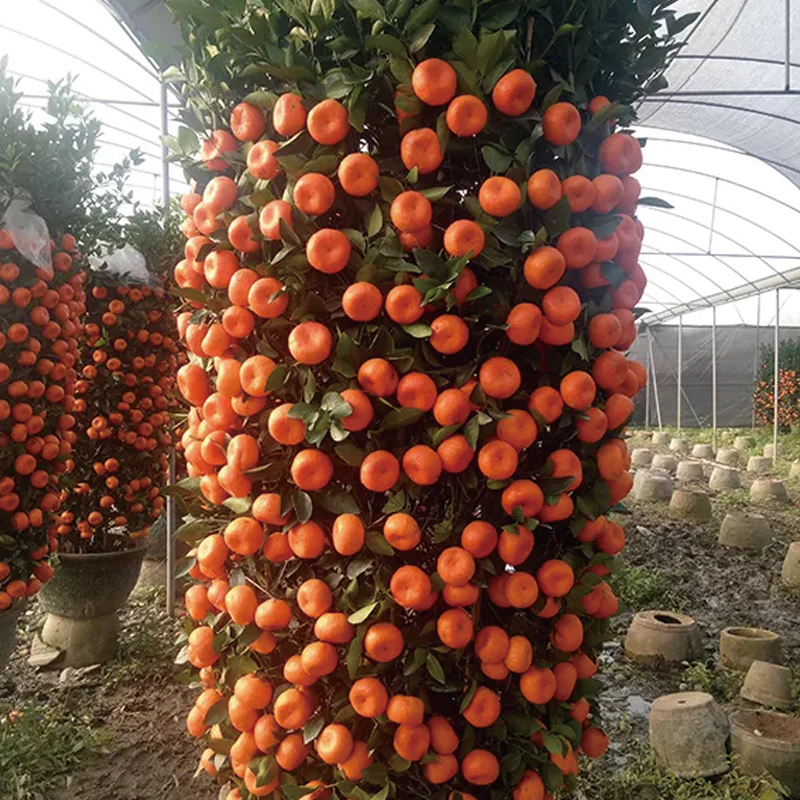 Red Tangerine Seeds-Sweet, Juicy, Abundant Harvests - Image 5