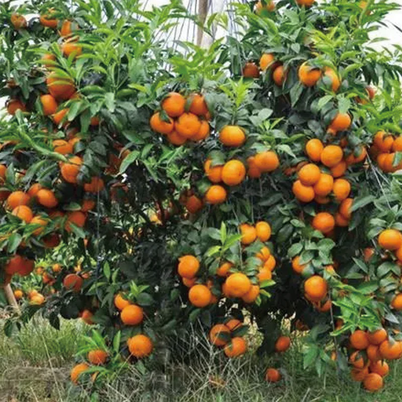 Red Tangerine Seeds-Sweet, Juicy, Abundant Harvests - Image 6
