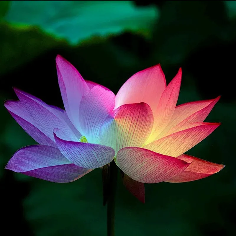 Rare Rainbow Lotus Seeds Bowl Water Lily Hydroponic Plants Fast Growing - Image 3