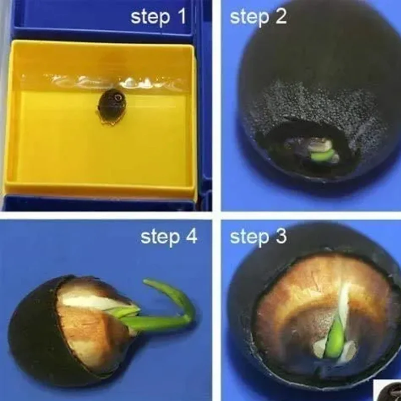 Rare Rainbow Lotus Seeds Bowl Water Lily Hydroponic Plants Fast Growing - Image 5
