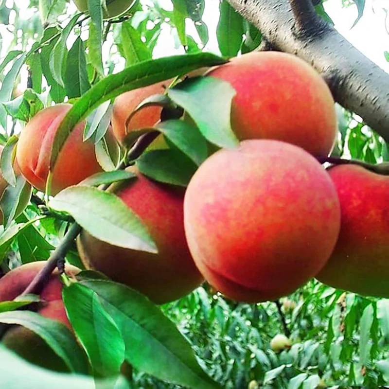 Dwarf Peach Fruit Tree Seeds Indoor/Outdoor