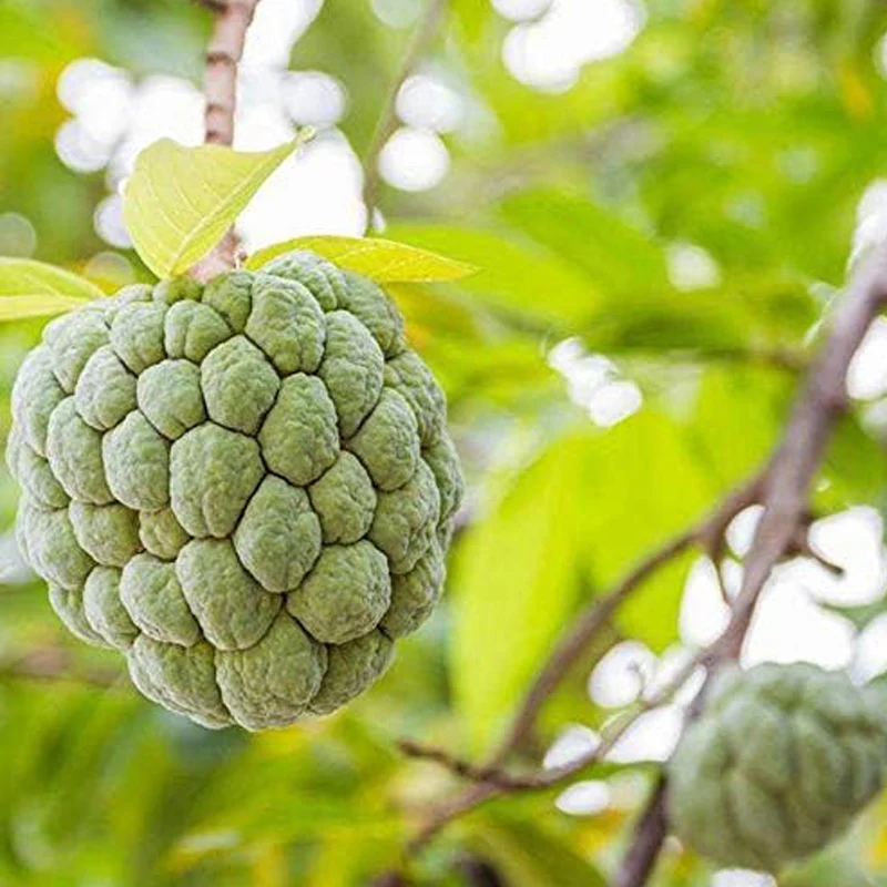 Soursop Graviola Guanabana Annona Muricata Fruit Tree Seeds Fresh Tropical Fruit - Image 3