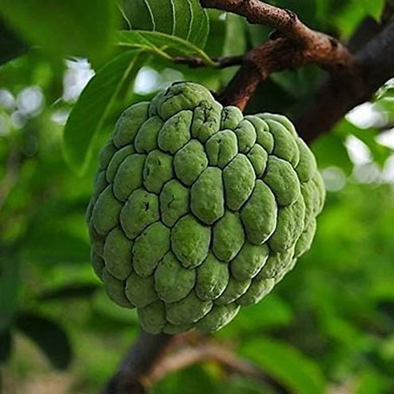 Soursop Graviola Guanabana Annona Muricata Fruit Tree Seeds Fresh Tropical Fruit - Image 4