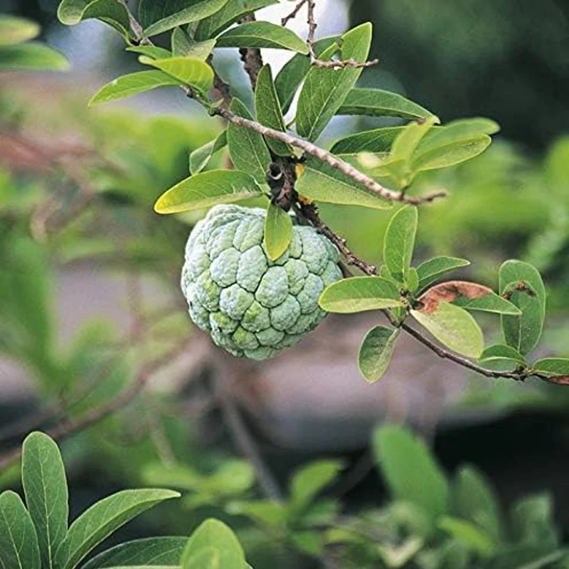 Soursop Graviola Guanabana Annona Muricata Fruit Tree Seeds Fresh Tropical Fruit - Image 5