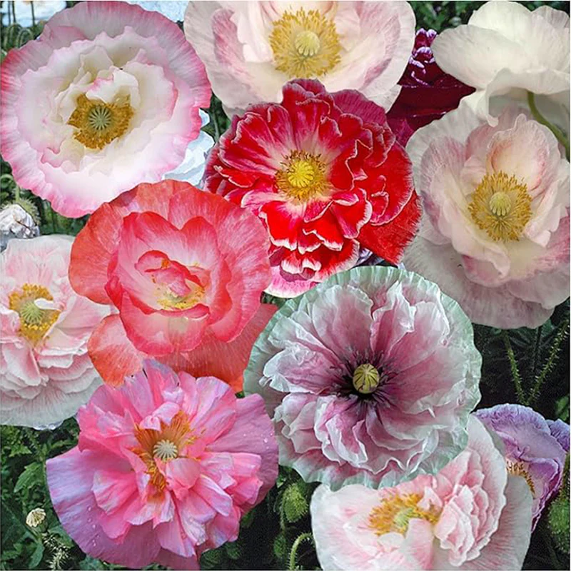 Shirley Mixed Poppy Seeds for Planting - Double Mixture (Papaver rhoeas) & Open Pollinated Bulk
