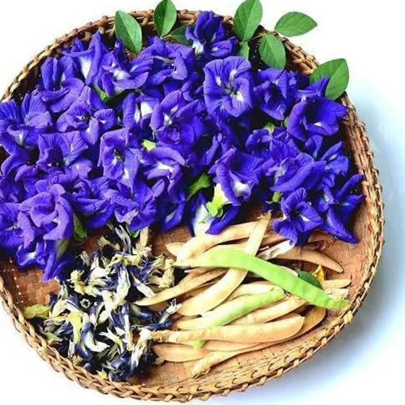 Butterfly Pea Flower Seeds - Image 3