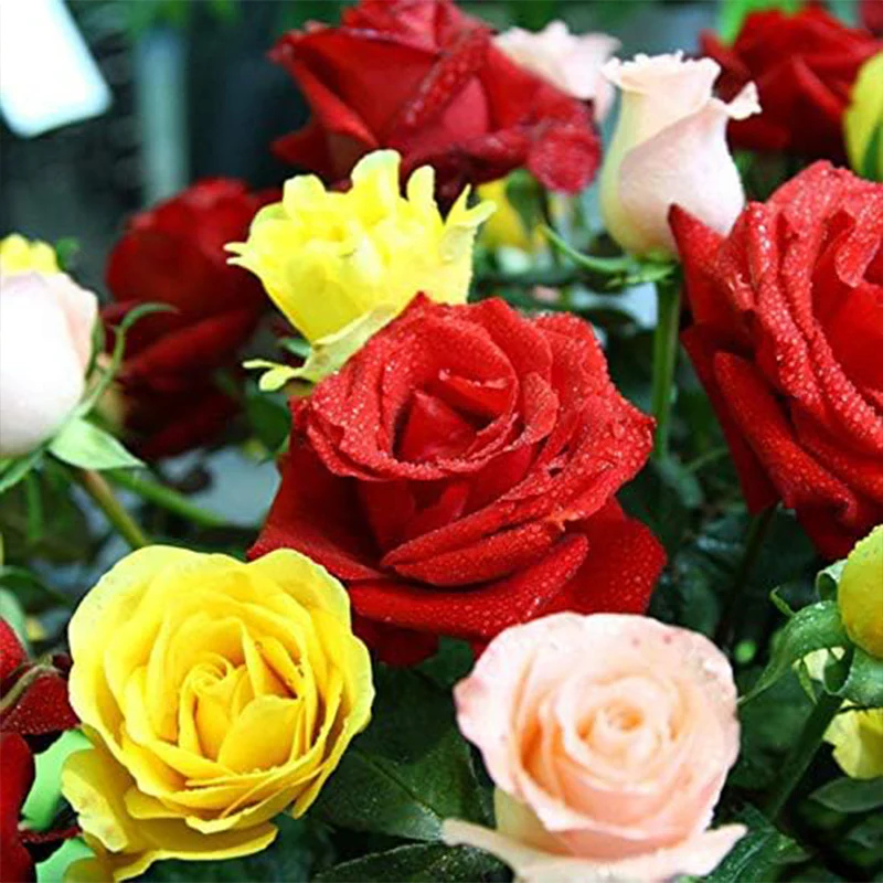 Mixed Multicolored Rose Flower Seeds Perennial Flowers Rare Plants Garden Bonsai - Image 2
