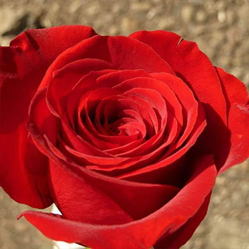 Mixed Multicolored Rose Flower Seeds Perennial Flowers Rare Plants Garden Bonsai - Image 3