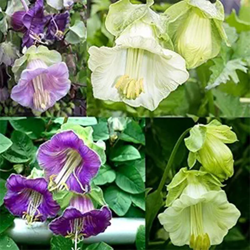 Perennial Mixed Cobaea Cupb Saucer Vine Flower Seeds - Image 2