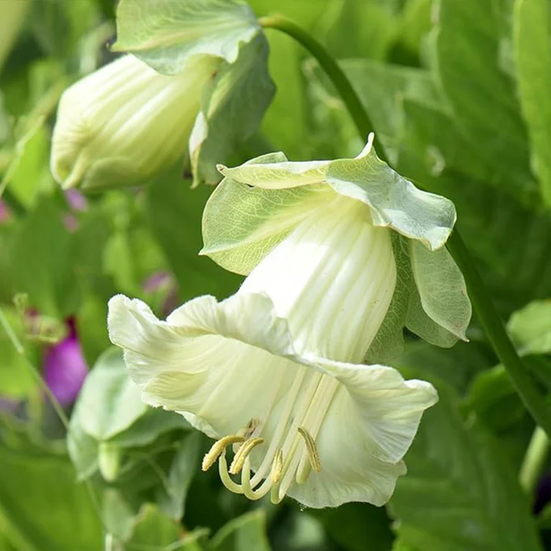 Perennial Mixed Cobaea Cupb Saucer Vine Flower Seeds - Image 3