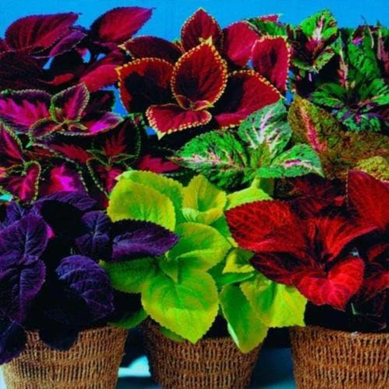 Rare Mixed Coleus Flowers Seeds Rainbow Coleus Wizard - Image 2