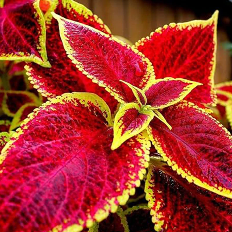 Rare Mixed Coleus Flowers Seeds Rainbow Coleus Wizard - Image 3