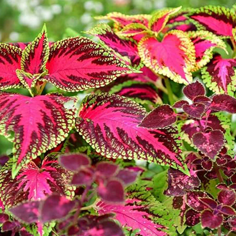 Rare Mixed Coleus Flowers Seeds Rainbow Coleus Wizard - Image 4