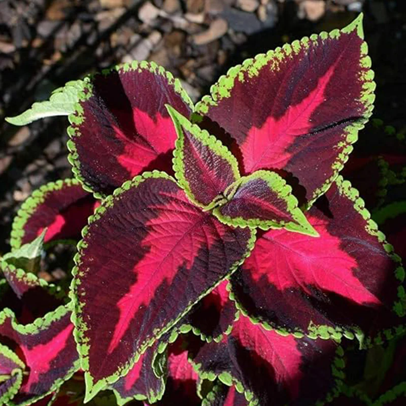 Rare Mixed Coleus Flowers Seeds Rainbow Coleus Wizard - Image 5