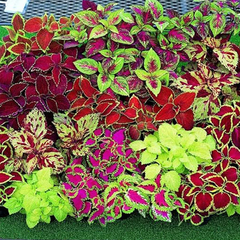 Rare Mixed Coleus Flowers Seeds Rainbow Coleus Wizard - Image 6
