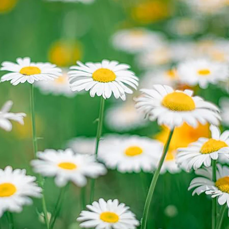 Alaska Shasta Daisy Flower Seeds for Planting - Image 3