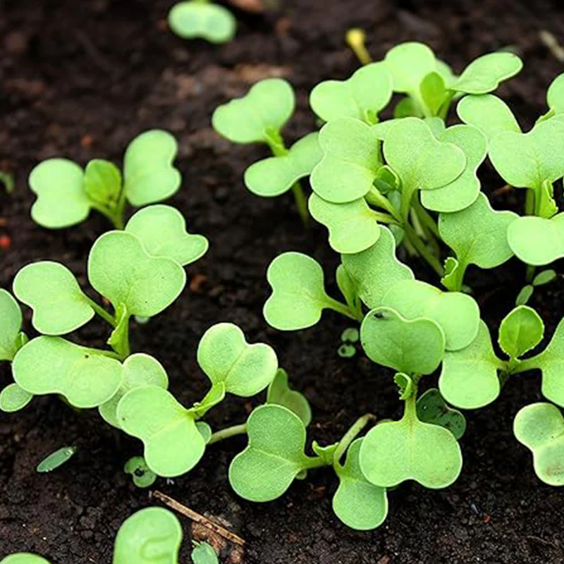 Baby Bok Choy Seeds Shanghai Green Stem AKA Pak Choi Pok Choi Chinese Cabbage - Image 3