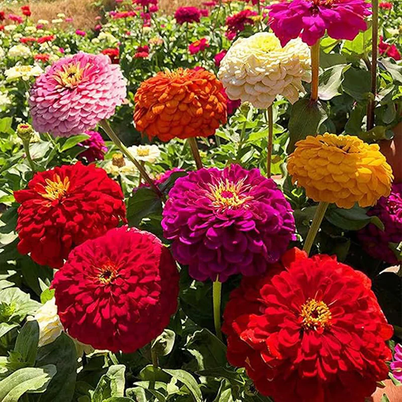 Crazy Blend Zinnia Seeds for Planting - Image 3
