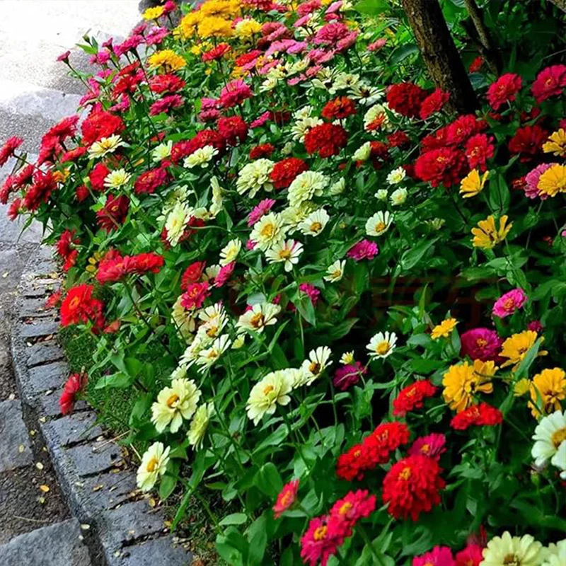Crazy Blend Zinnia Seeds for Planting - Image 4