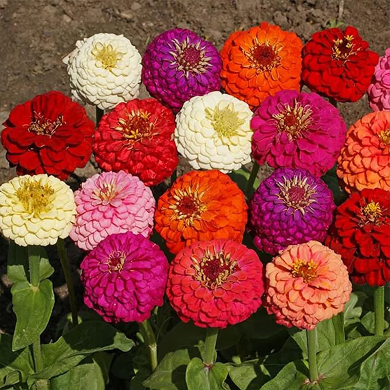 Crazy Blend Zinnia Seeds for Planting - Image 5