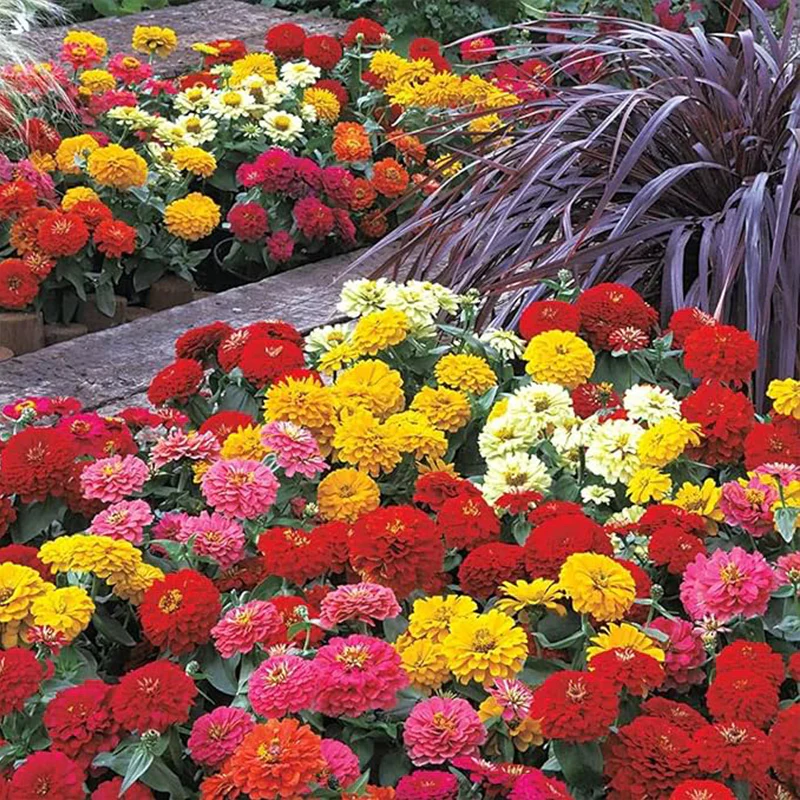 Crazy Blend Zinnia Seeds for Planting - Image 6