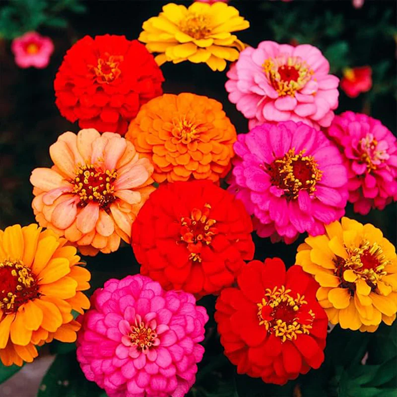 Crazy Blend Zinnia Seeds for Planting - Image 7