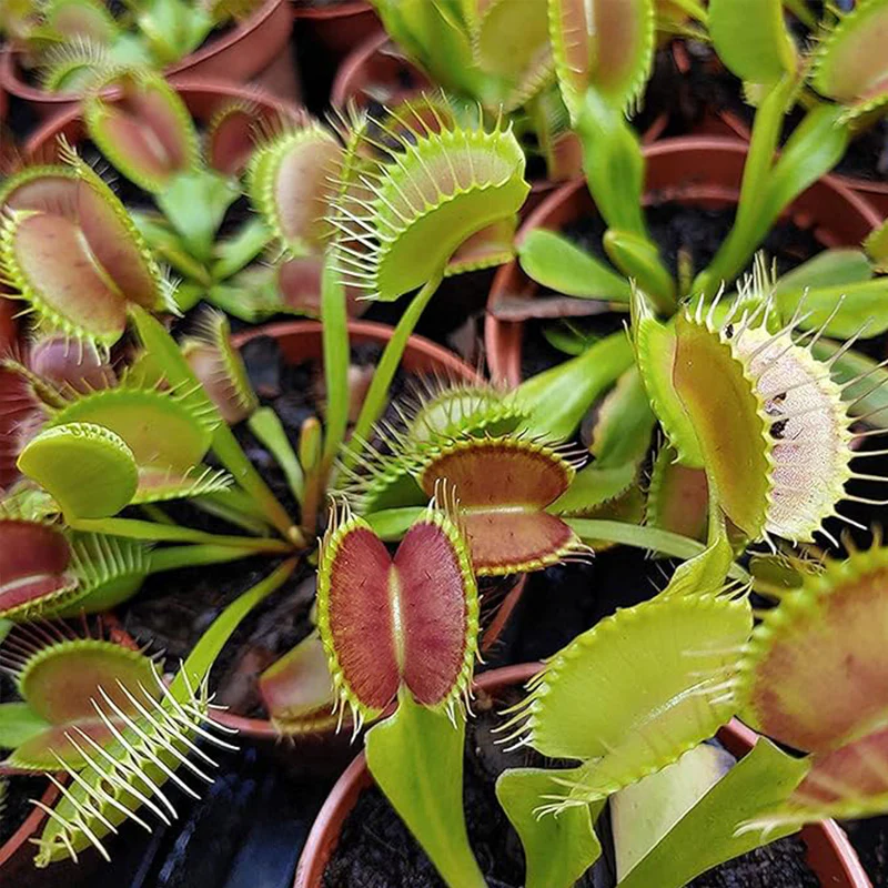 Venus Fly Trap Seeds Venus Flytrap Seeds for Planting Home Garden - Image 4