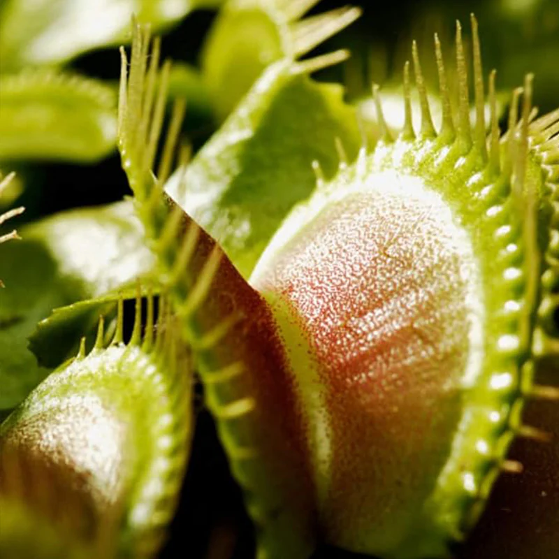 Venus Fly Trap Seeds Venus Flytrap Seeds for Planting Home Garden - Image 5