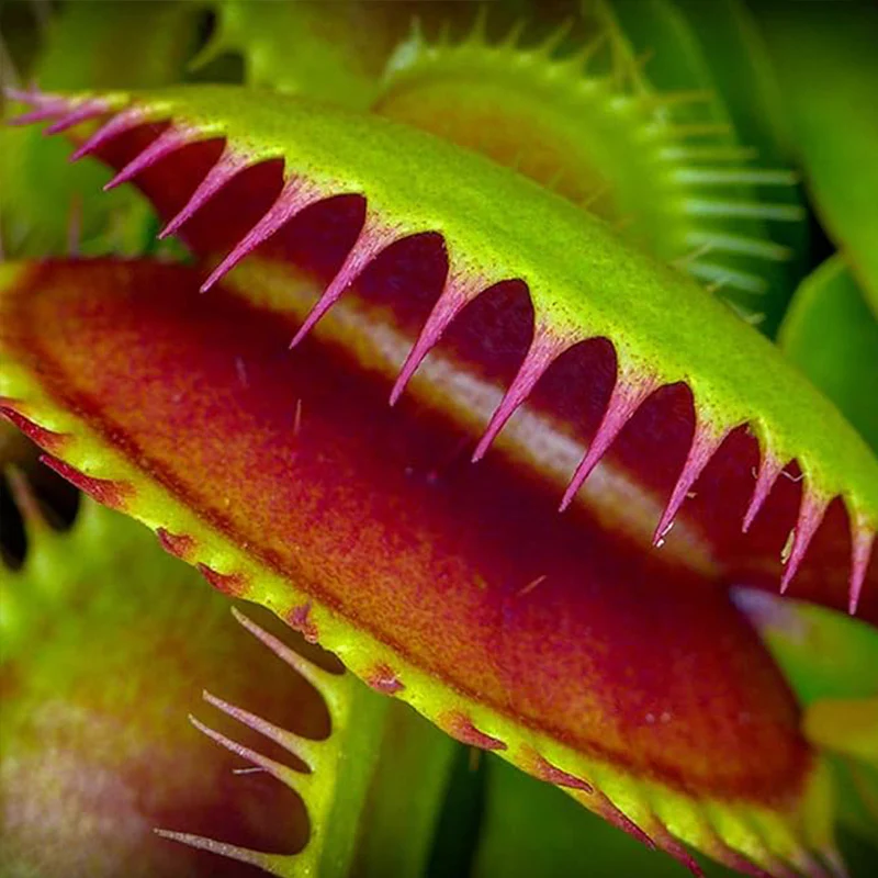 Venus Fly Trap Seeds Venus Flytrap Seeds for Planting Home Garden - Image 6