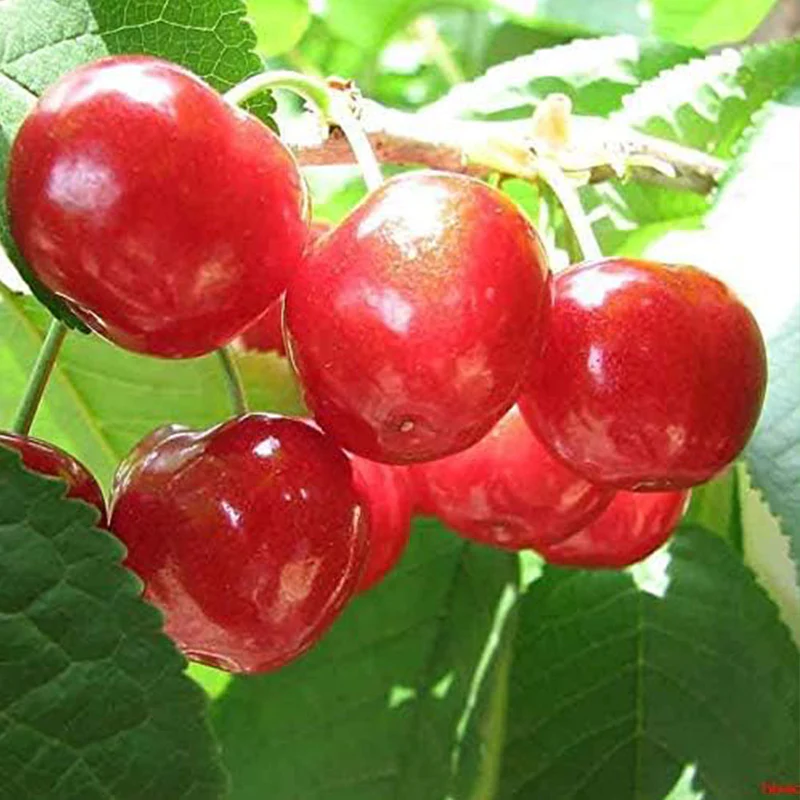 Cherry Tree Seeds Fruit Sweet Edible Bonsai Plants Garden Home - Image 4