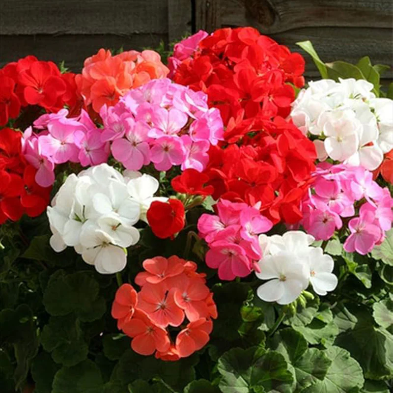 Mixed Geranium Flower Seeds Plant Perennial Bloom Flower Garden Home - Image 2