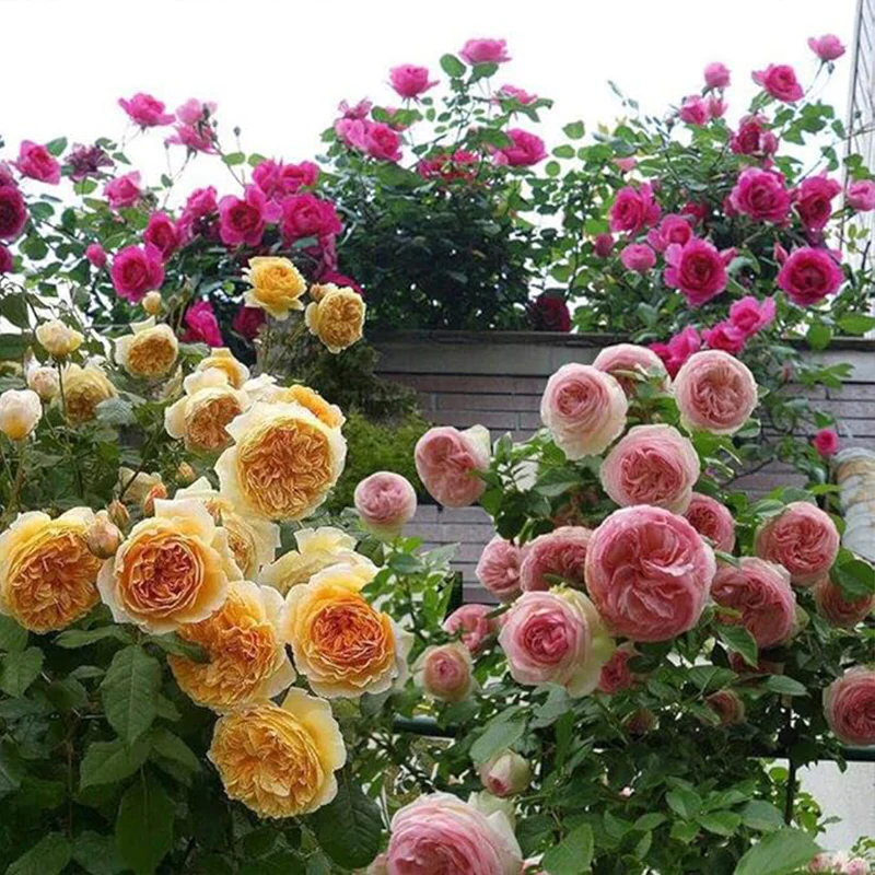 Mix Climbing Rose Seeds for Planting Outdoors Ornamental Climbing Flowers - Image 2