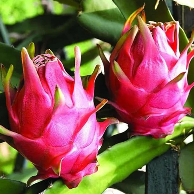 Dragon Fruit Seeds - Image 3