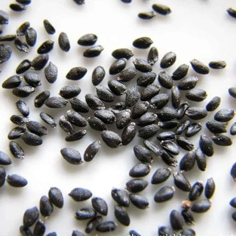 Dragon Fruit Seeds - Image 5