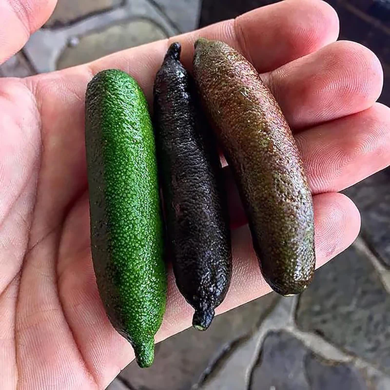 Finger Lime Seeds Non-GMO Low Maintenance  Garden Plant Fruit Seeds - Image 3