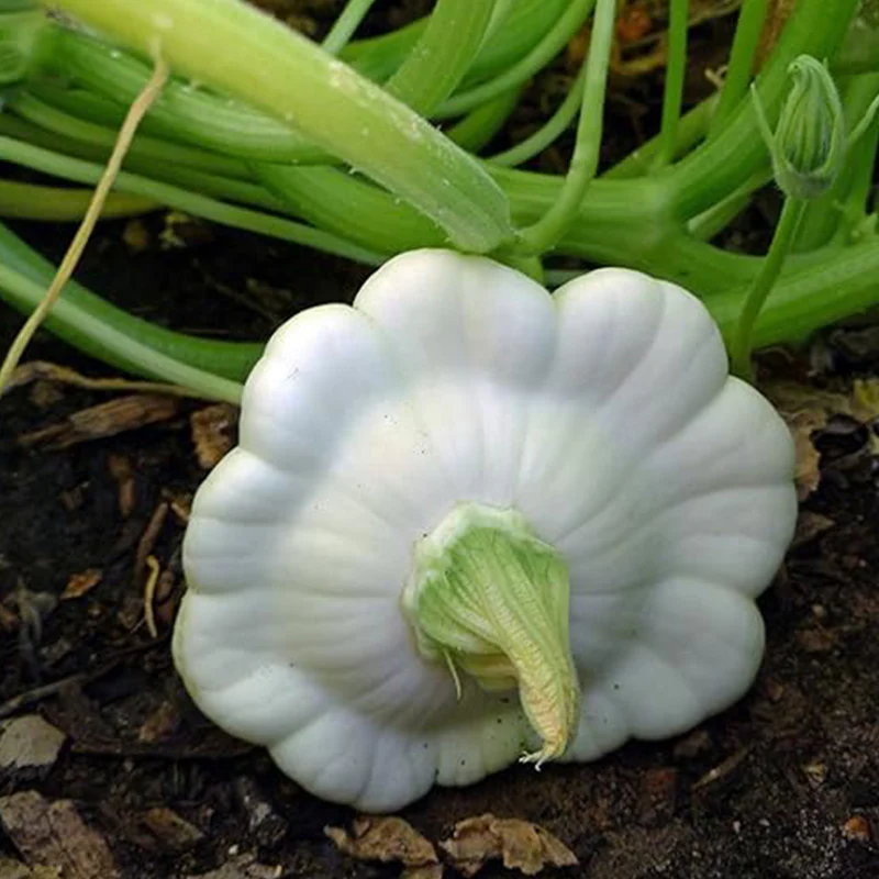 Early White Bush Scallop Summer Squash Seeds for Planting - Image 2