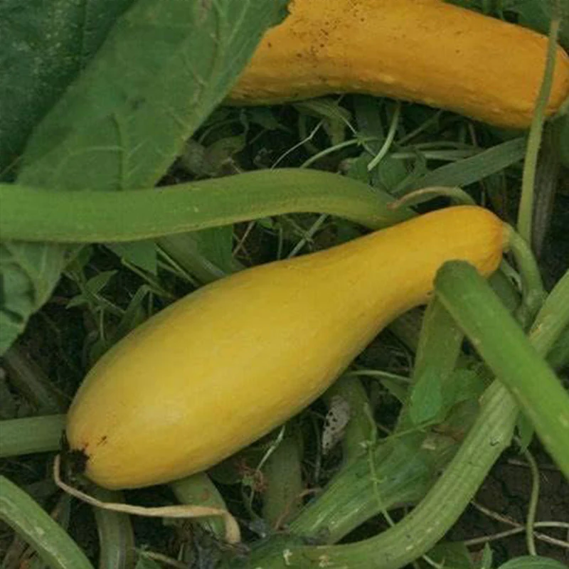 Yellow Early Prolific Straightneck Summer Squash Seeds for Planting. - Image 3