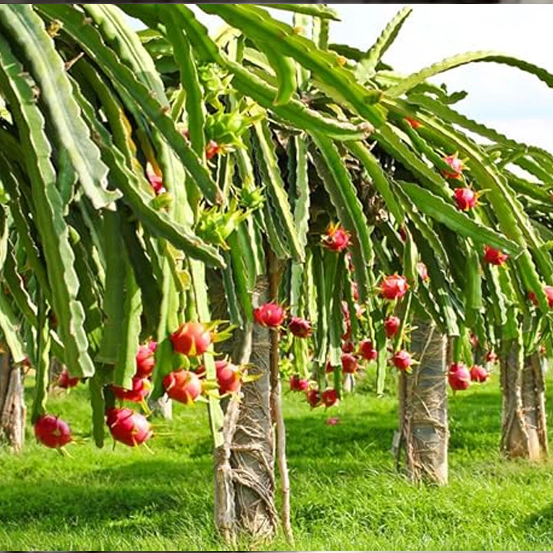 Rare Red Dragon Fruit (Pitaya) Seeds - Image 2