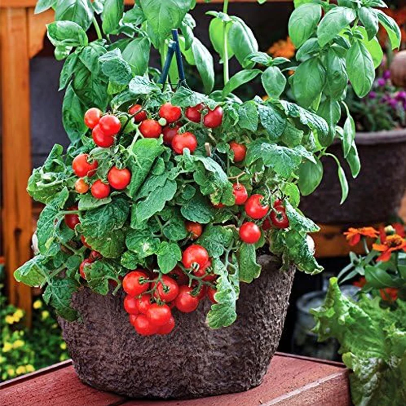 Dwarf Red Robin Tomato Seeds, Sweet, Low Acid, Determinate, Open-Pollinated, Delicious - Image 3