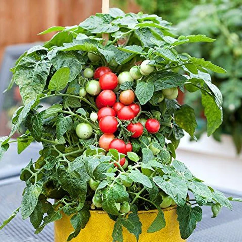 Dwarf Red Robin Tomato Seeds, Sweet, Low Acid, Determinate, Open-Pollinated, Delicious - Image 4