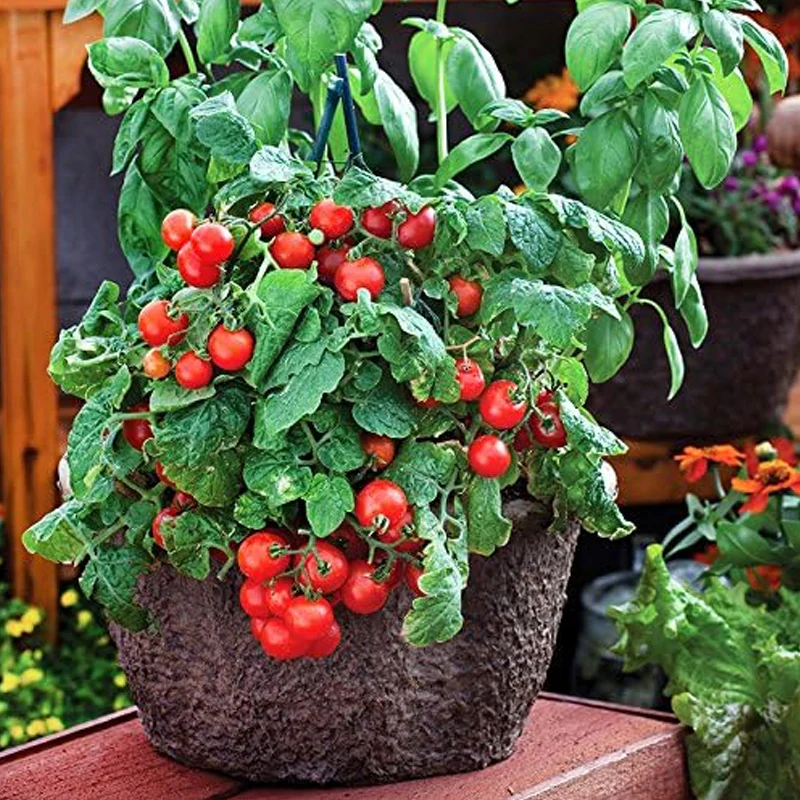 Dwarf Red Robin Tomato Seeds, Sweet, Low Acid, Determinate, Open-Pollinated, Delicious - Image 5