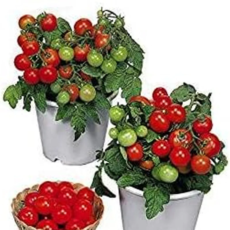 Dwarf Red Robin Tomato Seeds, Sweet, Low Acid, Determinate, Open-Pollinated, Delicious - Image 6